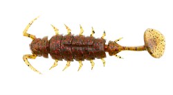 Виброхвост Lucky John Alien Bug 1.5 38мм цвет  PA03 - фото 87578