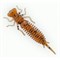 Мягкая Приманка Fanatik Larva 2.5" Съедобная 7шт/уп Color#002 - фото 27427